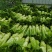 四川棒菜青菜棒棒青菜大量有货全国供应
