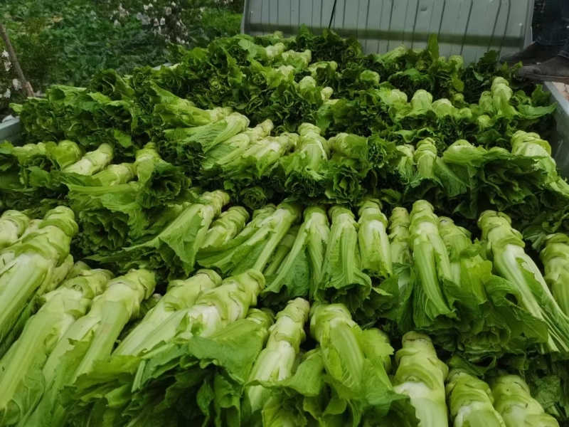 四川棒菜青菜棒棒青菜大量有货全国供应