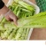 四川棒菜青菜棒棒青菜大量有货全国供应