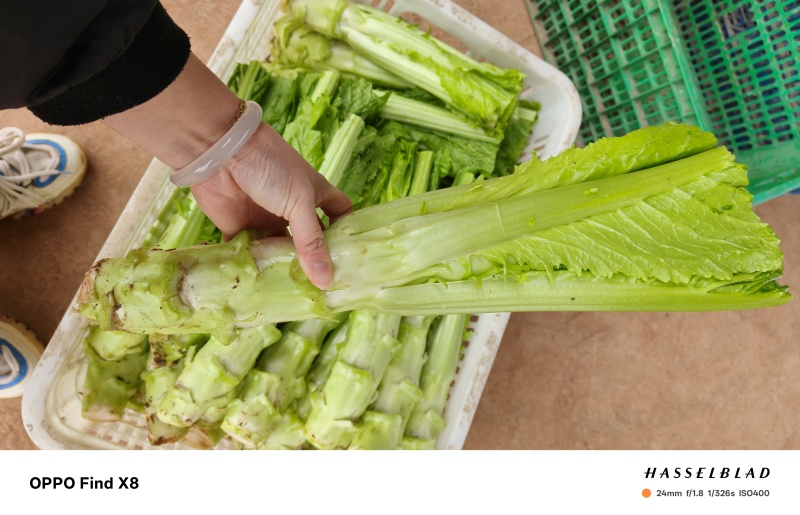 四川棒菜青菜棒棒青菜大量有货全国供应