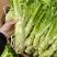 四川棒菜青菜棒棒青菜大量有货全国供应