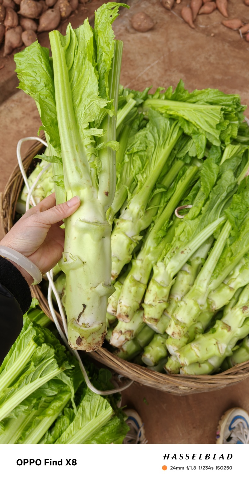 四川棒菜青菜棒棒青菜大量有货全国供应