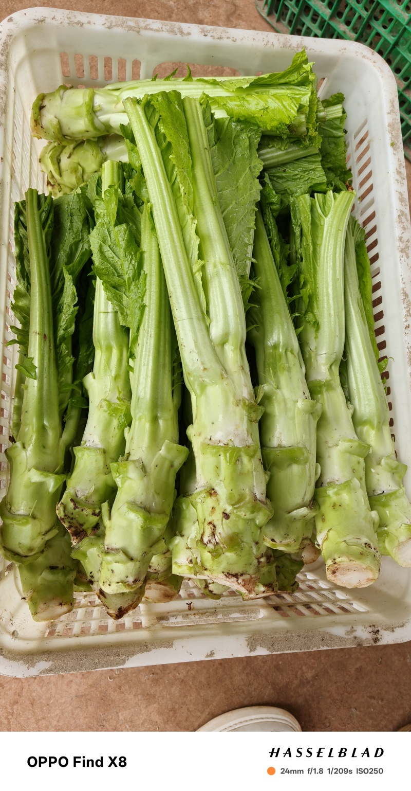 四川棒菜青菜棒棒青菜大量有货全国供应