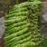 四川棒菜青菜棒棒青菜大量有货全国供应