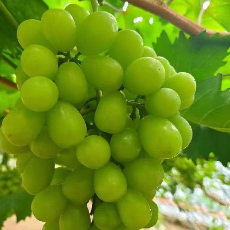 绍兴九号葡萄苗，品种纯正，规格齐全，包成活率，包邮
