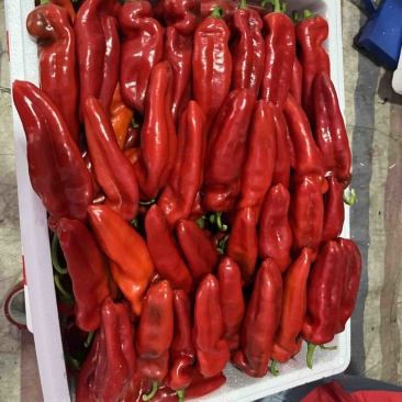 芜湖椒，鲜辣椒大量上市全国发货，欢迎来电咨询洽谈业务
