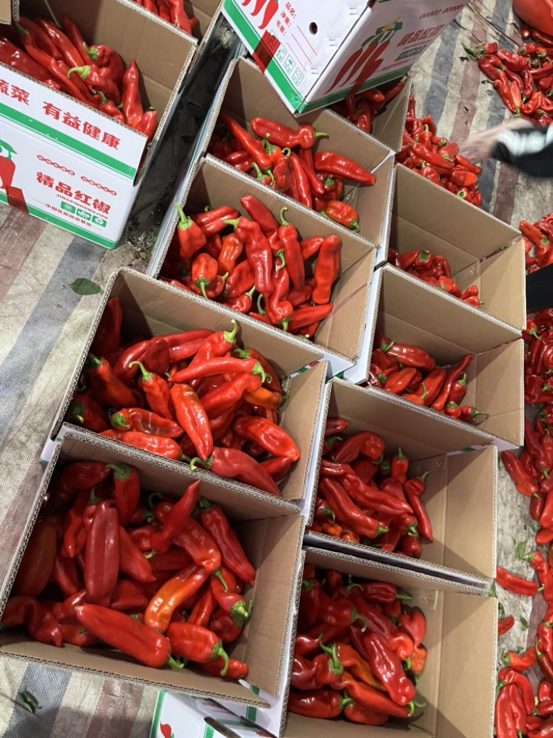 芜湖椒，鲜辣椒大量上市全国发货，欢迎来电咨询洽谈业务