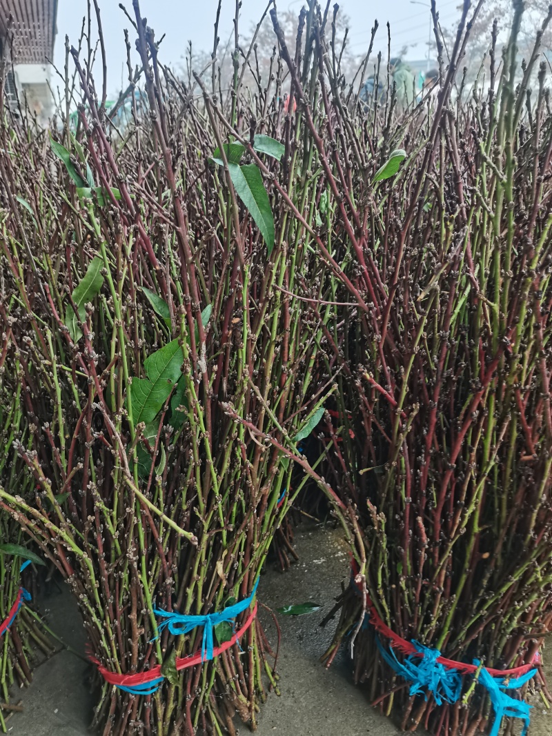 桃枝专卖***********