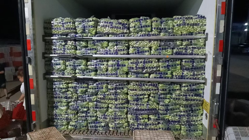 小油菜大量上市了价格实惠品质保证量大从优。