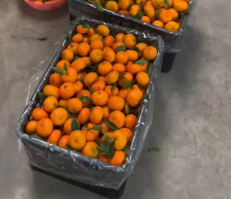 云南砂糖橘，大量上市，口味佳，甜度佳，欢迎咨询