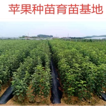辽宁王林苹果苗产地品种纯正