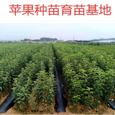 辽宁王林苹果苗产地品种纯正