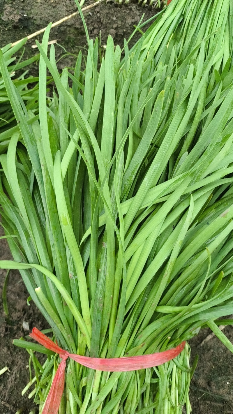 精品大叶韭菜