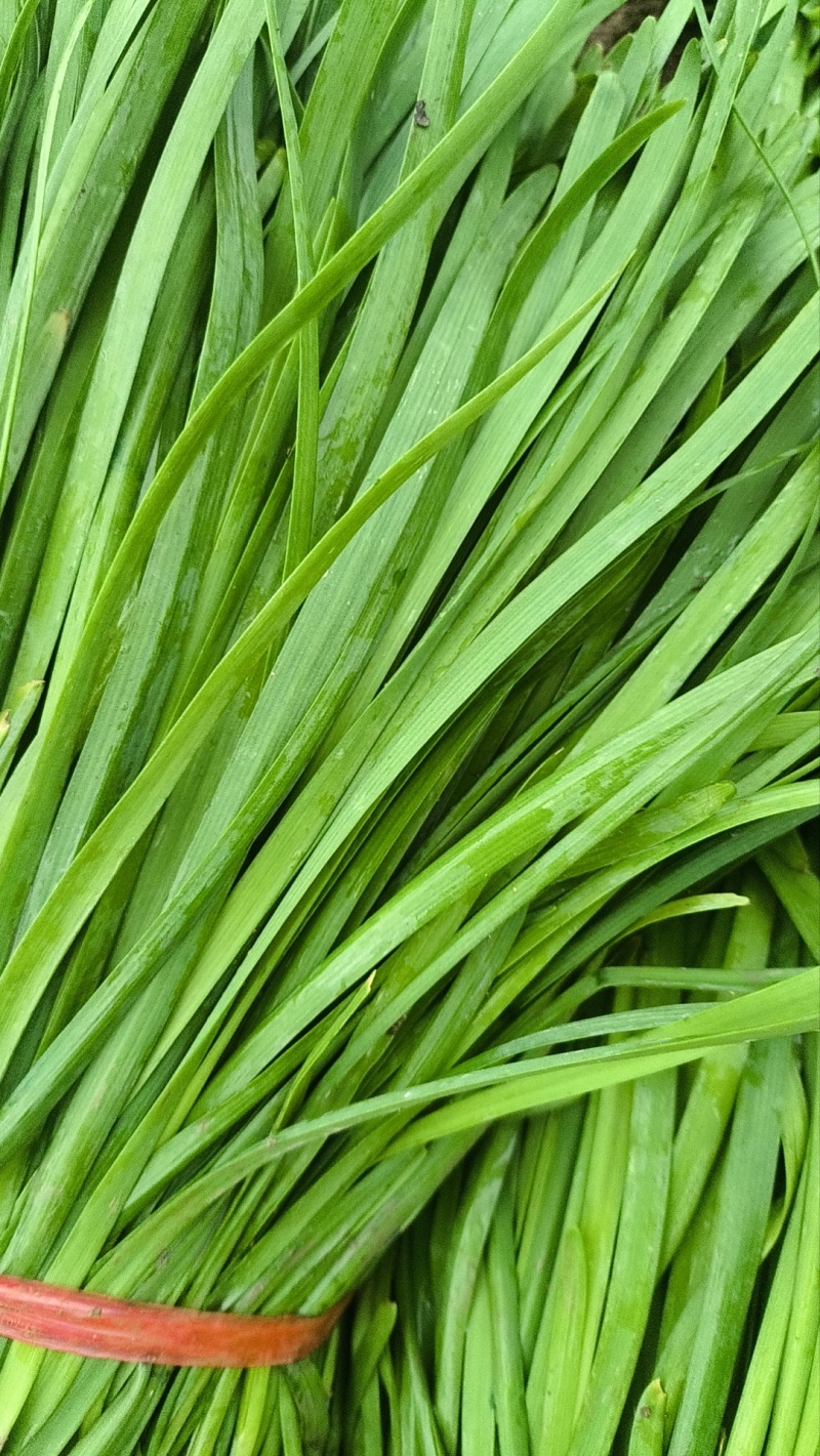 精品大叶韭菜