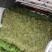 精品大叶韭菜