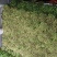 精品大叶韭菜