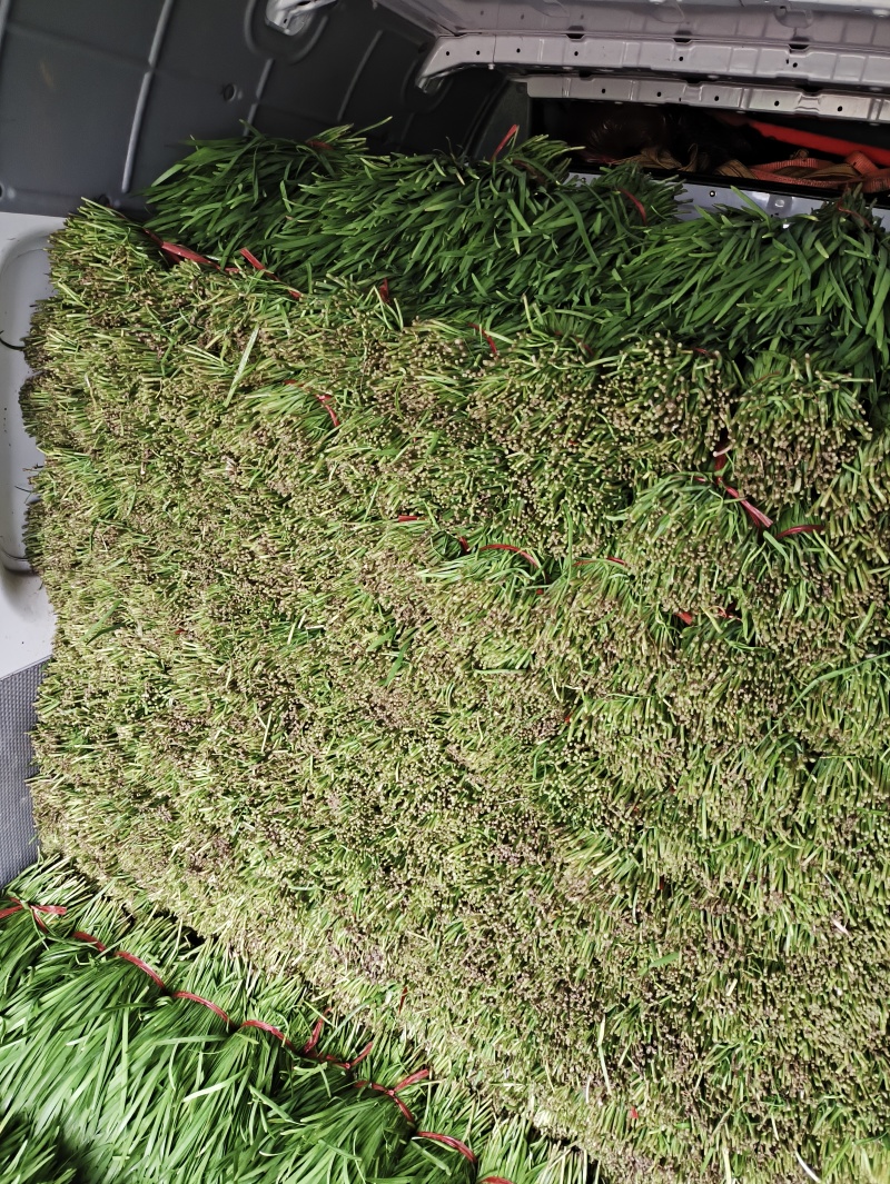 精品大叶韭菜