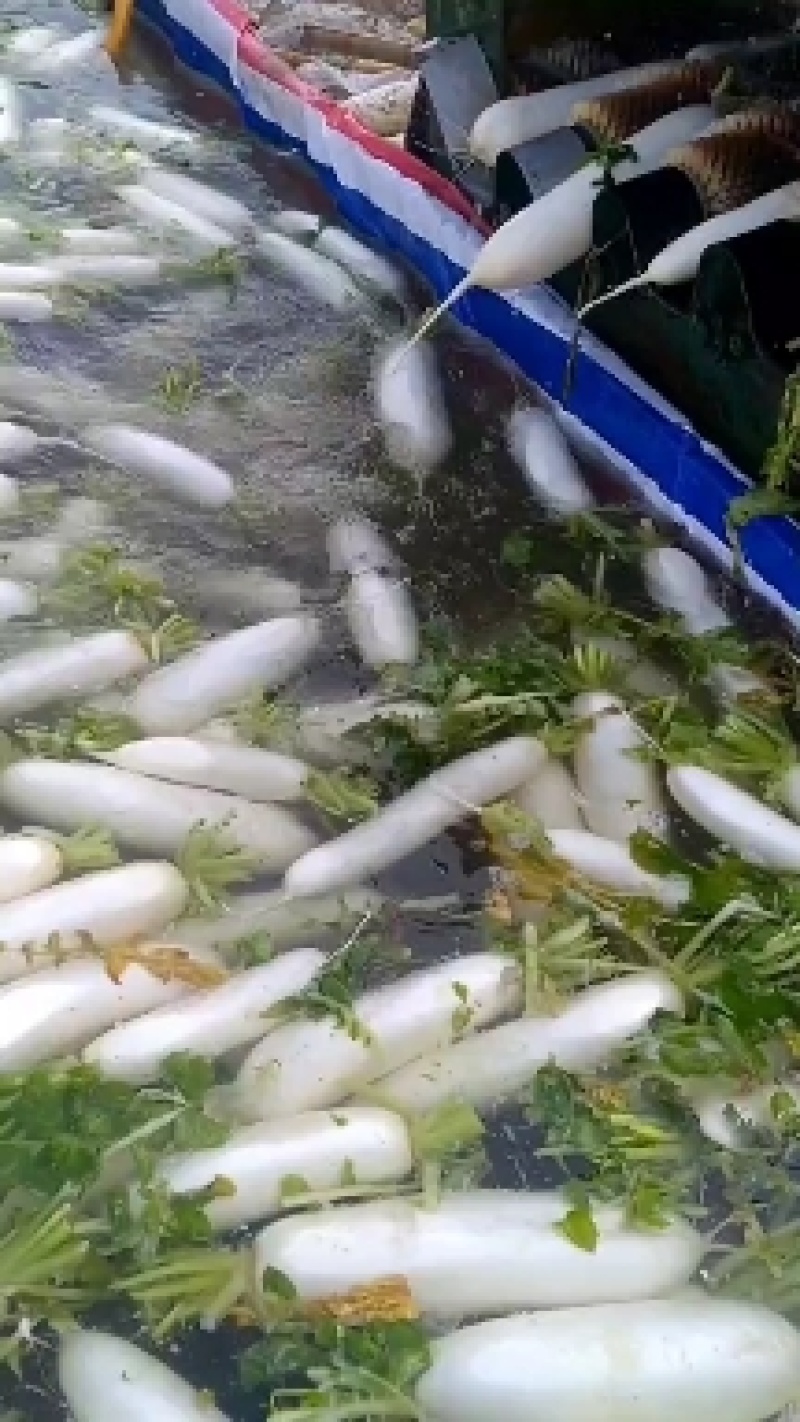 湖北老龚合作社白萝卜大量上市中，保证质量，量大从优！