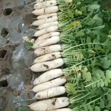 湖北老龚合作社白萝卜大量上市中，保证质量，量大从优！