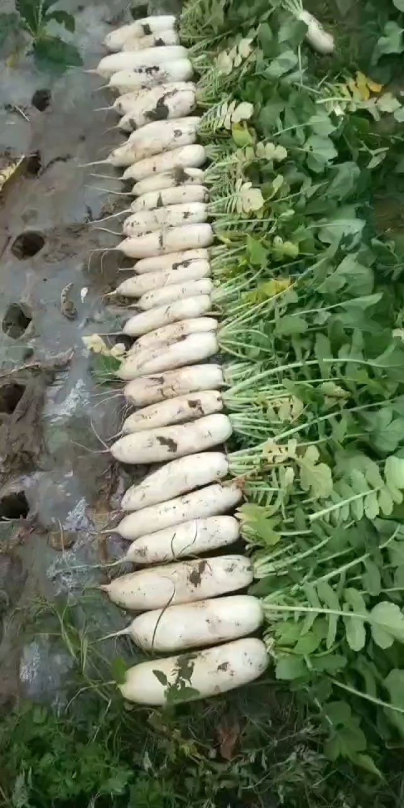 湖北老龚合作社白萝卜大量上市中，保证质量，量大从优！