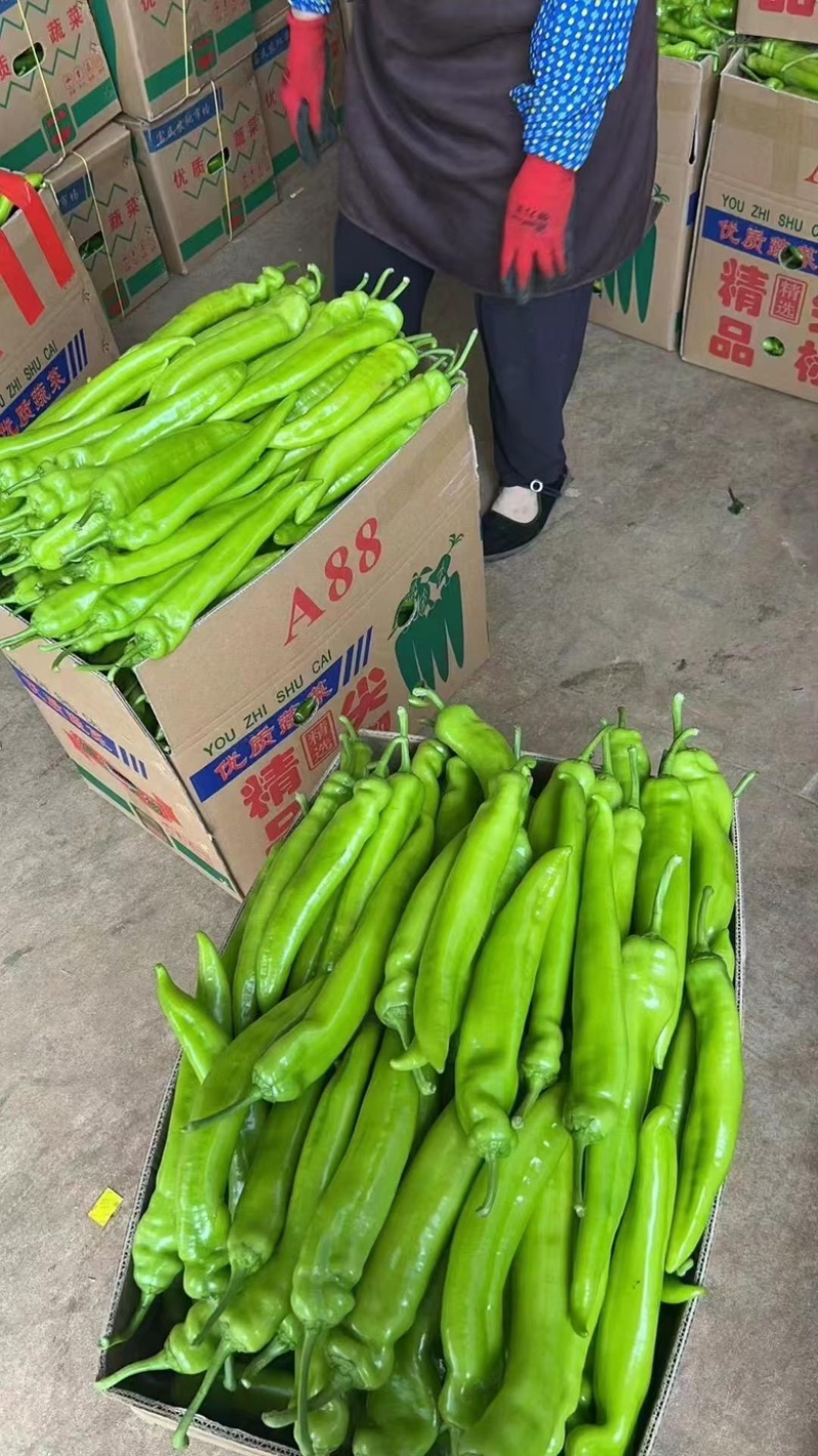 广东黄皮尖椒黄皮辣椒大量供货实力代发全国电商超市