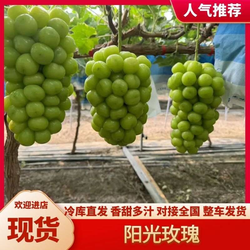 【牛商老店】甄选阳光玫瑰大量供货中实力供应商全年有货