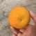 耙耙柑