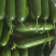 【牛商推荐】甘肃武威精品小黄瓜产地直发质量保障欢迎选购