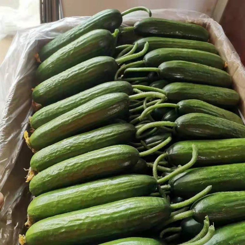 【牛商推荐】甘肃武威精品小黄瓜产地直发质量保障欢迎选购