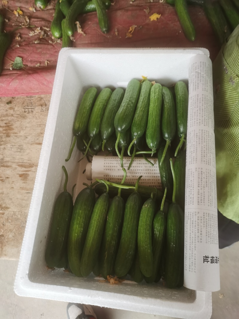 【牛商推荐】甘肃武威精品小黄瓜产地直发质量保障欢迎选购
