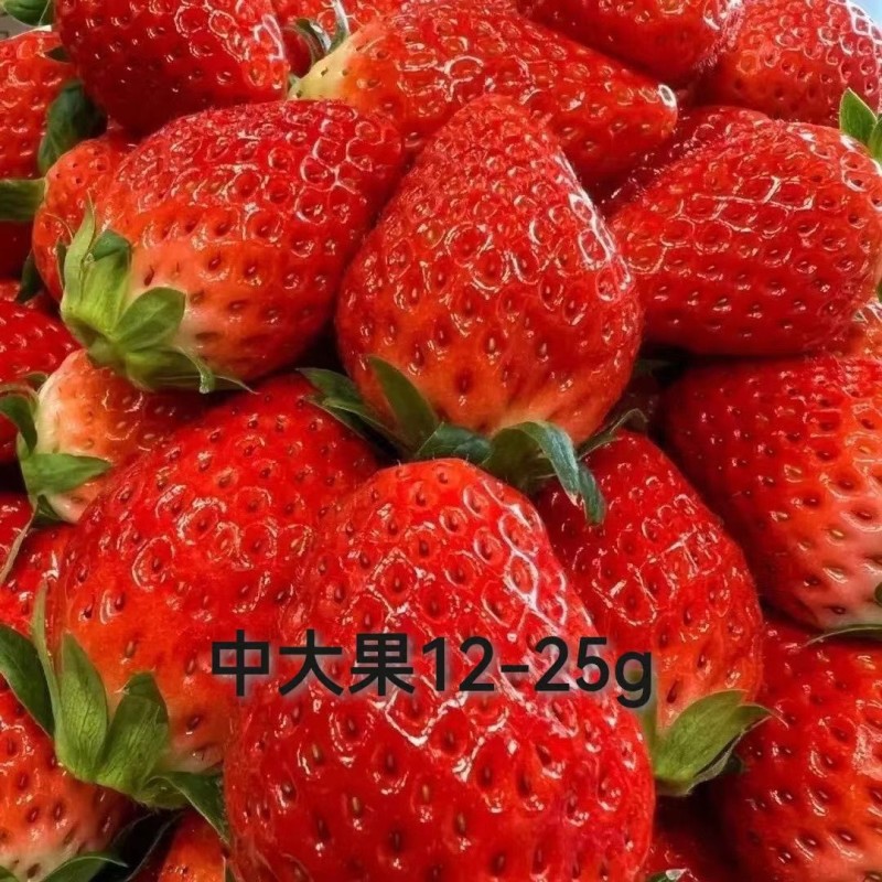 2024凉山德昌露天草莓黔莓甜草莓原产地直供代办一件代发