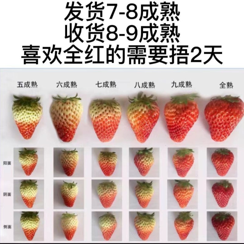 2024凉山德昌露天草莓黔莓甜草莓原产地直供代办一件代发
