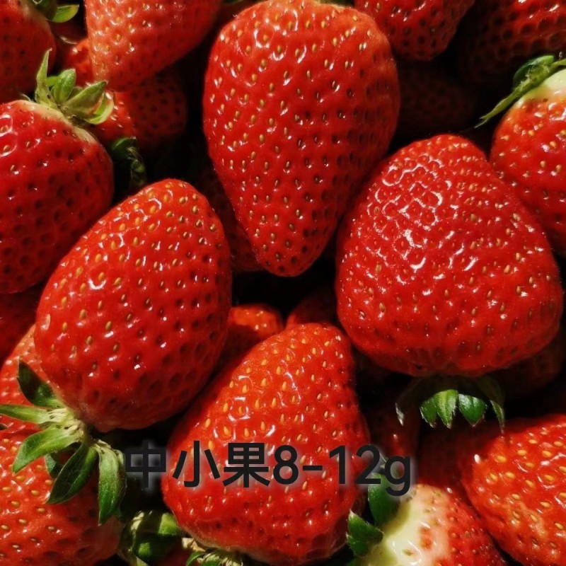 2024凉山德昌露天草莓黔莓甜草莓原产地直供代办一件代发