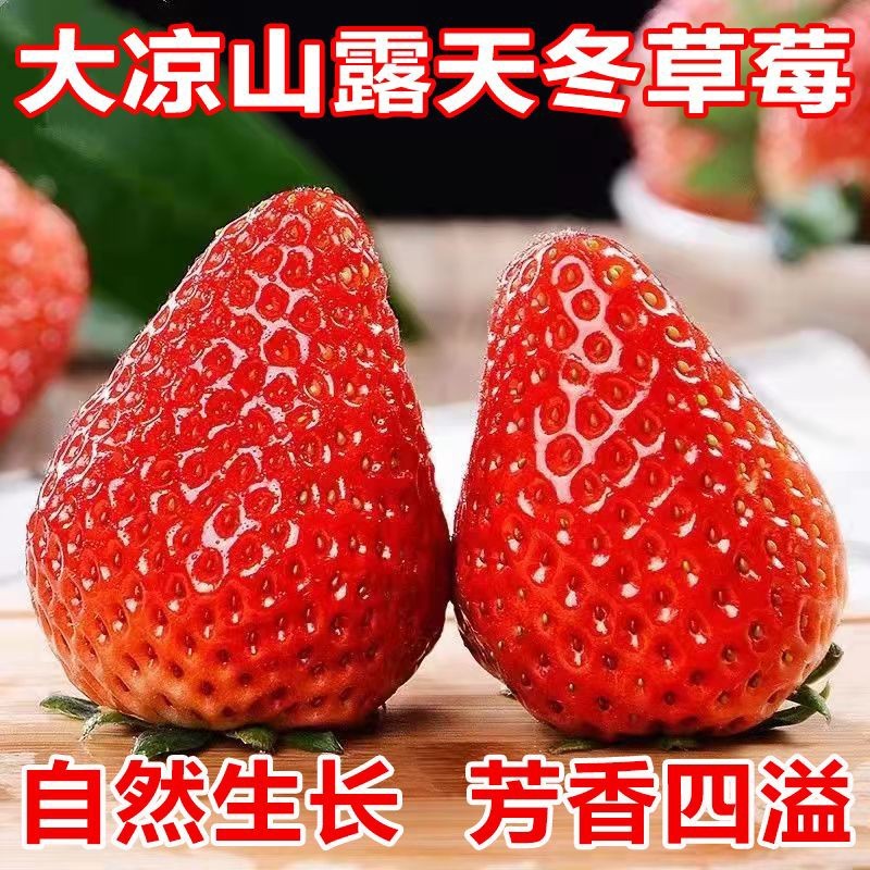 2024凉山德昌露天草莓黔莓甜草莓原产地直供代办一件代发