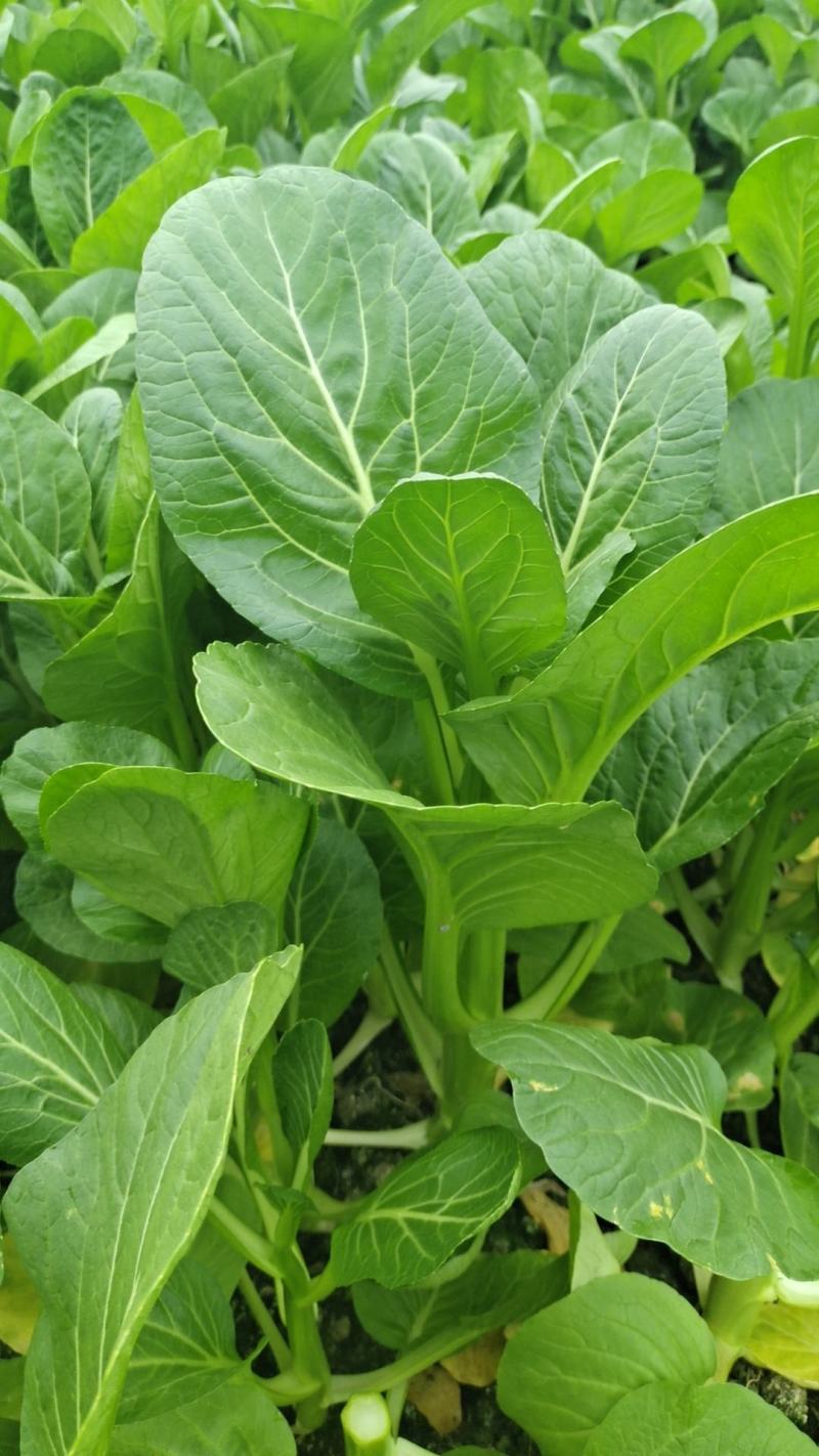 广接各种各样的贩子等超市食堂，超市等等