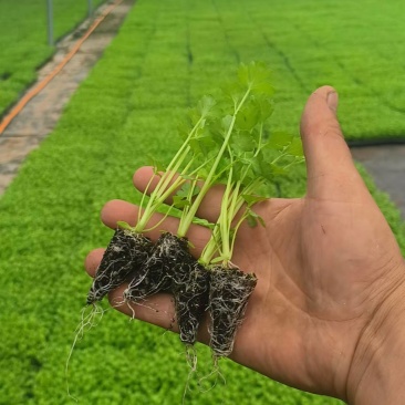 新鲜芹菜苗，健康，营皇后西芹养丰富，田园直供，品质保证。