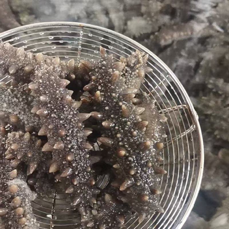 海参水产山东胶州海鲜产地直发电商市场商超
