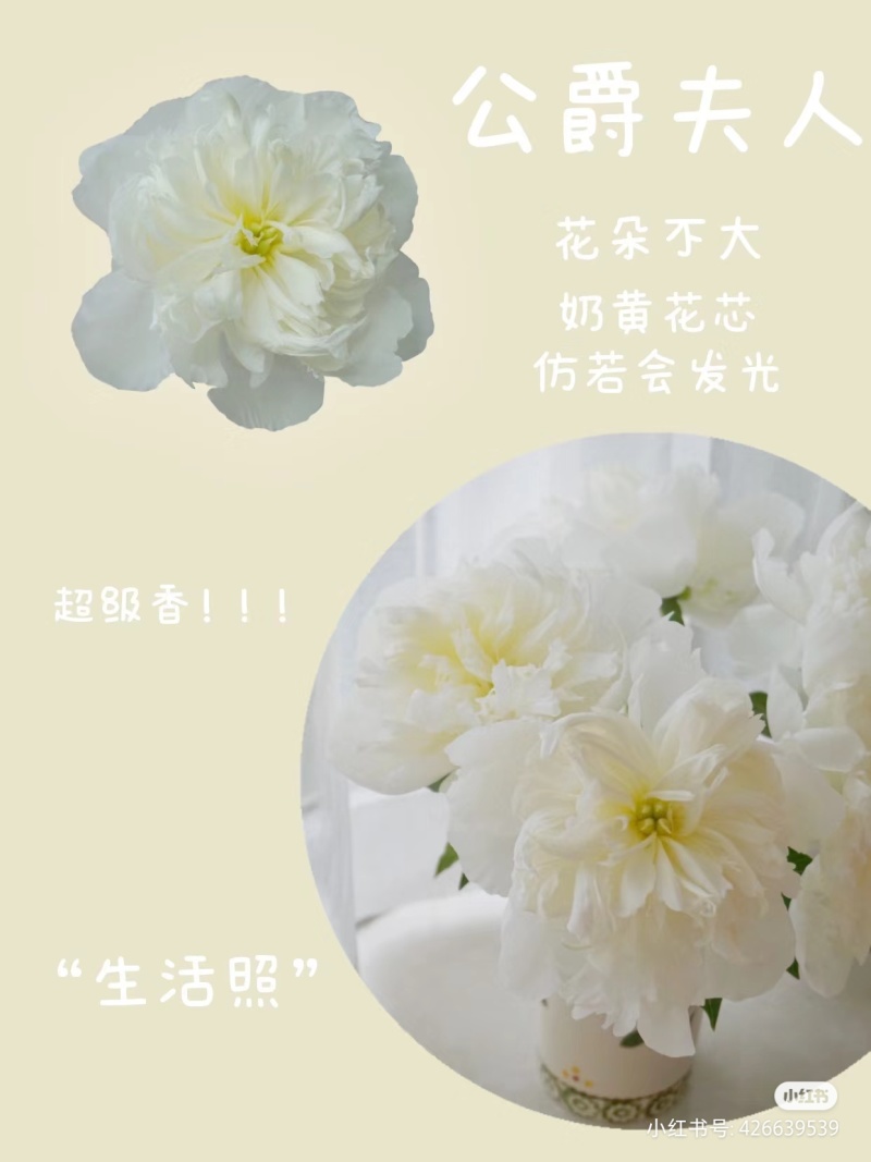 进口芍药种苗包对版假一赔十沙拉以及几十个品种