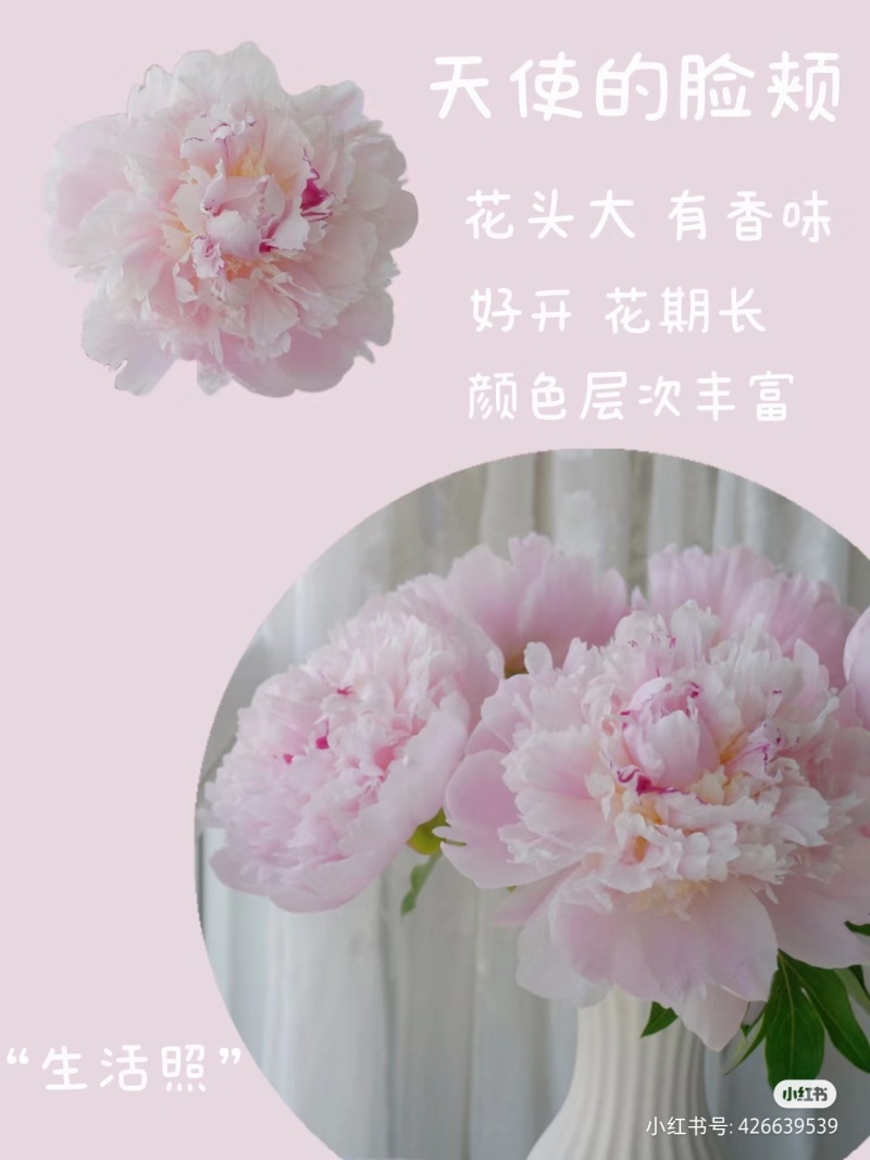 进口芍药种苗包对版假一赔十沙拉以及几十个品种