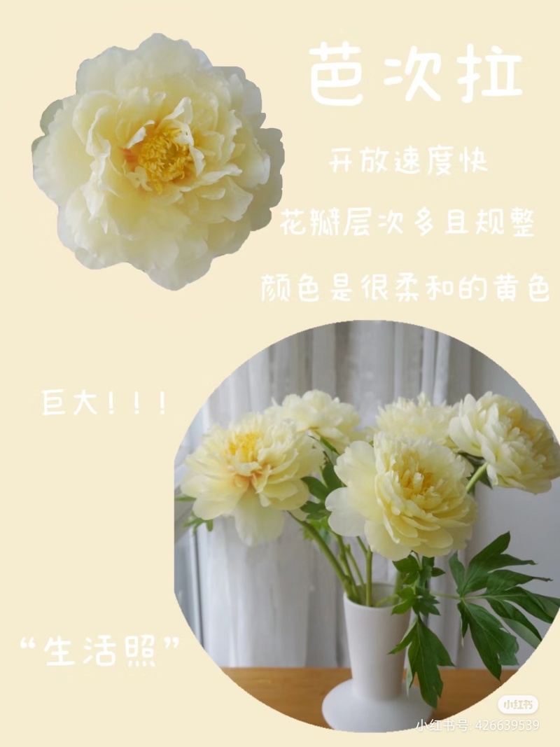 进口芍药种苗包对版假一赔十沙拉以及几十个品种