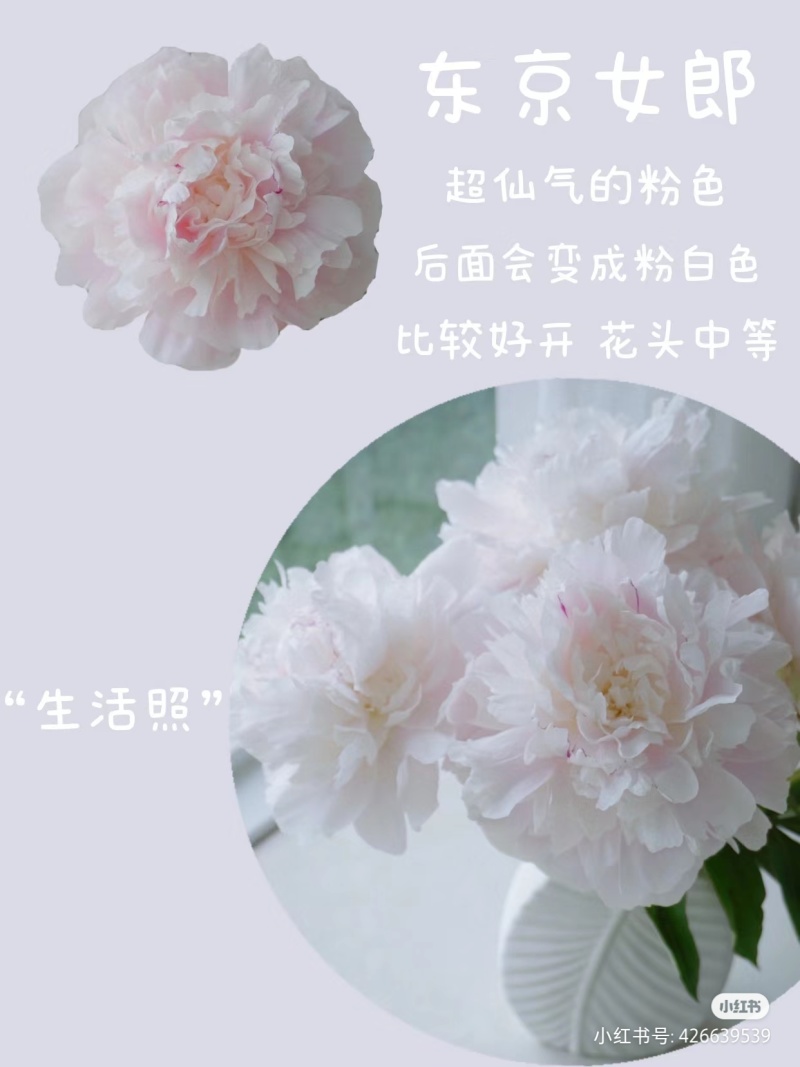 进口芍药种苗包对版假一赔十沙拉以及几十个品种