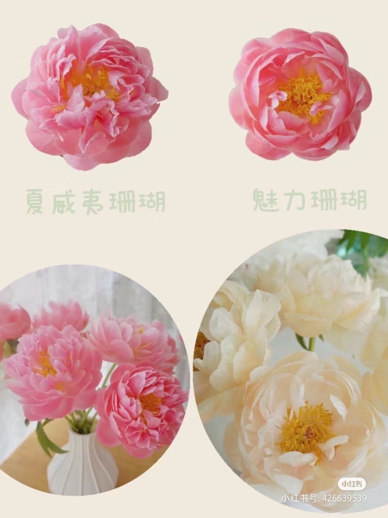 进口芍药种苗包对版假一赔十沙拉以及几十个品种
