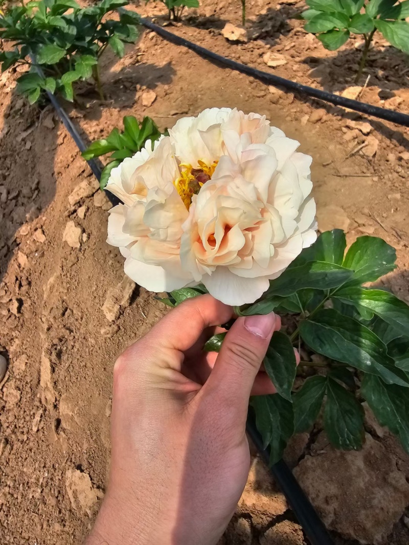 进口芍药种苗包对版假一赔十沙拉以及几十个品种
