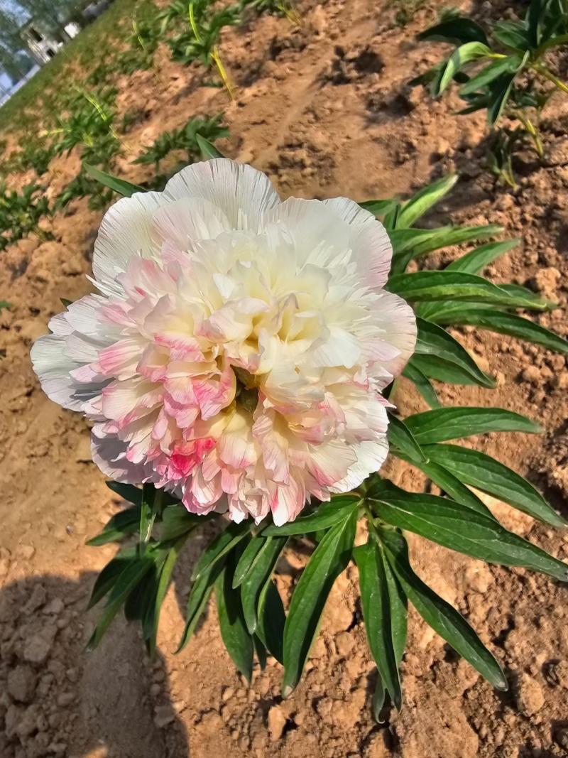 进口芍药种苗包对版假一赔十沙拉以及几十个品种