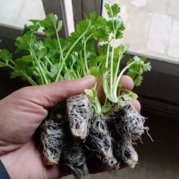 新鲜芹菜苗，绿色健康，营养丰富，田园直供，品质保证。