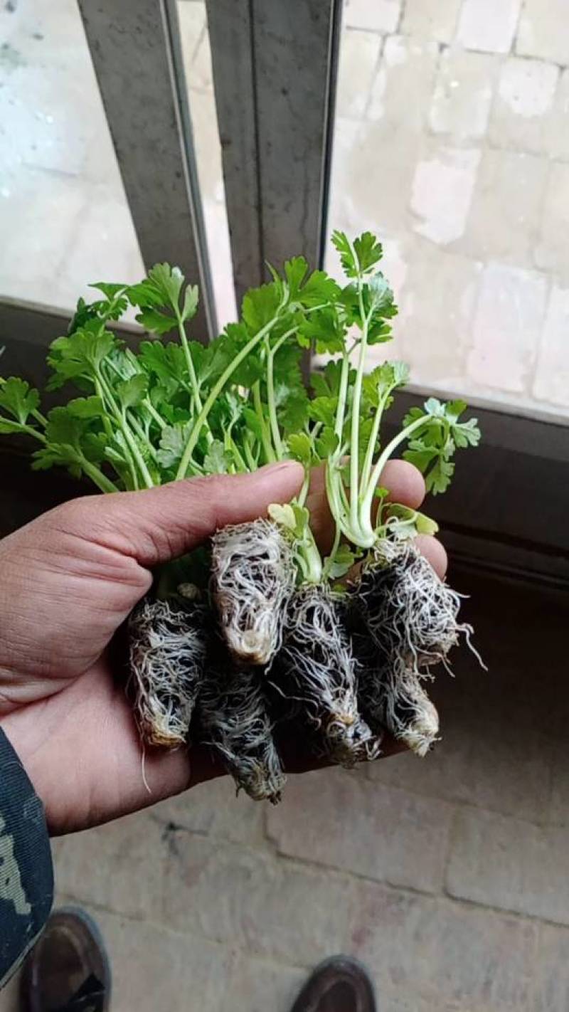 新鲜芹菜苗，绿色健康，营养丰富，田园直供，品质保证。