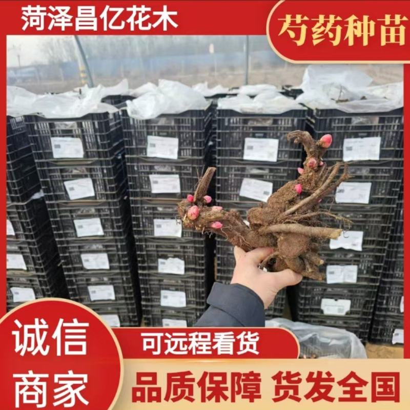 进口芍药种苗包对版假一赔十沙拉以及几十个品种