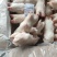 肥猪猪蹄猪手一级带劲猪蹄干净无毛颜色白净可长期供应