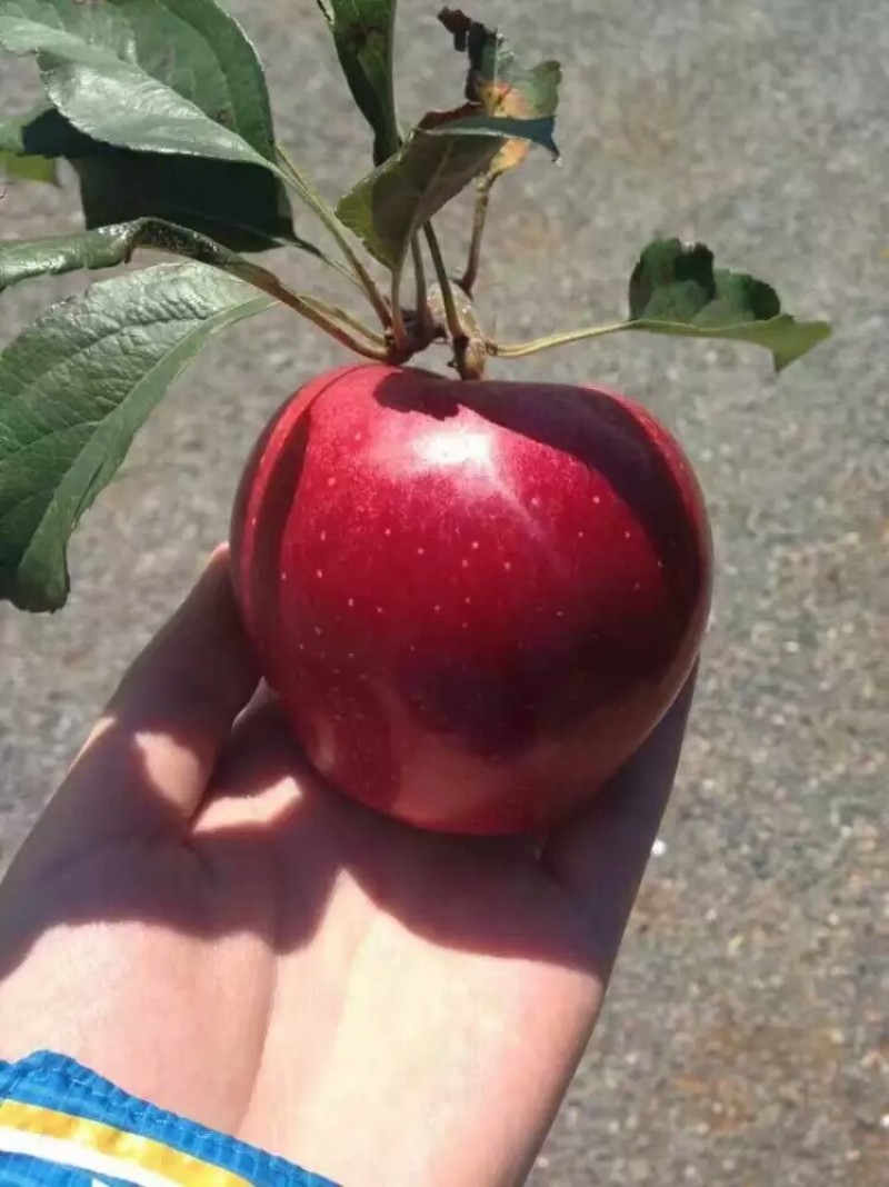 早熟苹果苗新品种月香苹果苗自繁自育基地直发提供技术