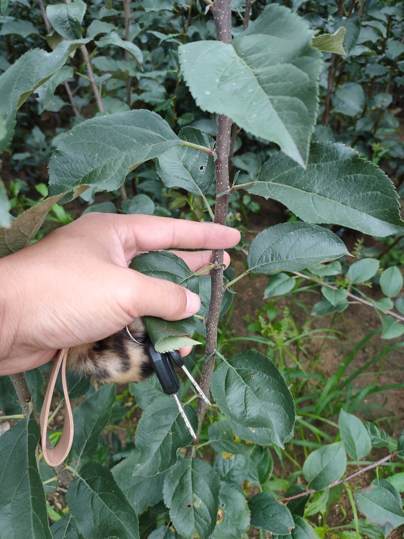 早熟苹果苗新品种月香苹果苗自繁自育基地直发提供技术